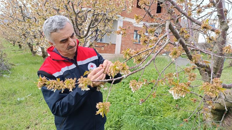 SON GÜNLERDE YAŞANAN ZİRAİ DON OLAYLARINA İLİŞKİN TARIM VE ORMAN BAKANIMIZ  İBRAHİM YUMAKLI'NIN BASIN AÇIKLAMASI