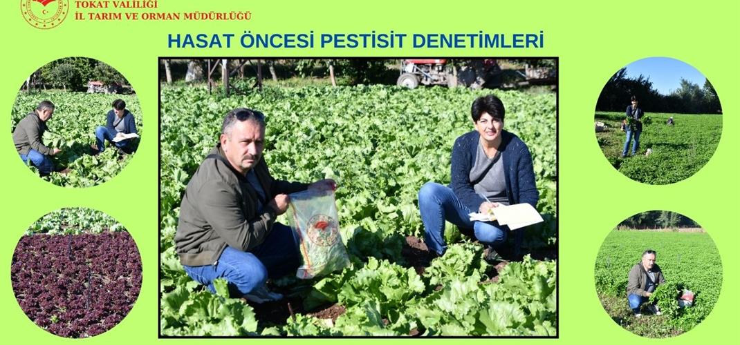 HASAT ÖNCESİ PESTİSİT DENETİMLERİ DEVAM EDİYOR